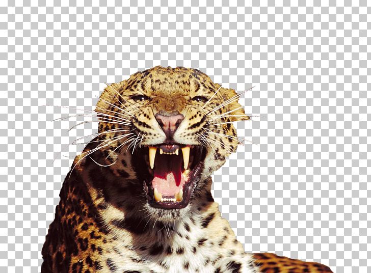Tiger Snow Leopard Amur Leopard North-Chinese Leopard Felidae PNG, Clipart, Animal, Animals, Avatar, Bared, Bared Teeth Free PNG Download