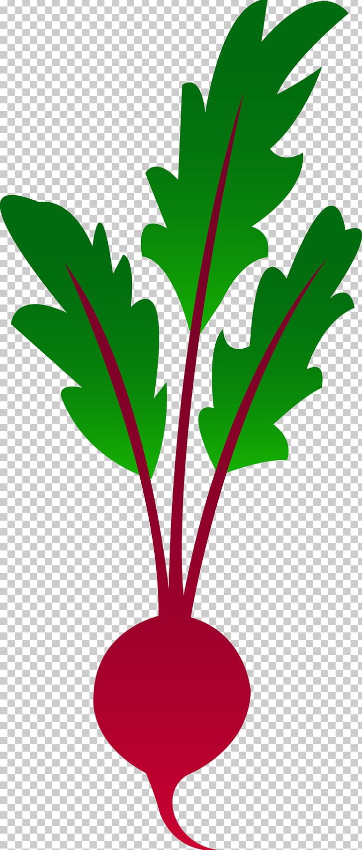 Beetroot Vegetable PNG, Clipart, Beetroot, Branch, Clipart, Clip Art, Common Beet Free PNG Download