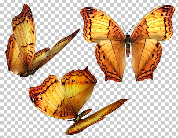 Butterfly Adobe Photoshop Portable Network Graphics Psd PNG, Clipart, Arthropod, Borboleta, Brush Footed Butterfly, Butterfly, Desktop Wallpaper Free PNG Download