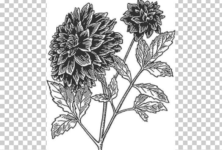 Dahlia Botany Drawing PNG, Clipart, Black And White, Botany, Chrysanths, Clip Art, Color Free PNG Download