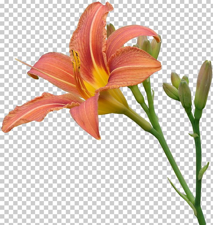 Lilium Transparency And Translucency Pink Flowers PNG, Clipart, Adobe Flash, Bud, Cut Flowers, Daylily, Editing Free PNG Download