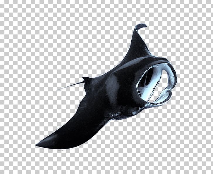 Tulamben Amed USAT Liberty Padangbai Scuba Diving PNG, Clipart, Amed, Bali, Cartilaginous Fish, Diving, Fin Free PNG Download