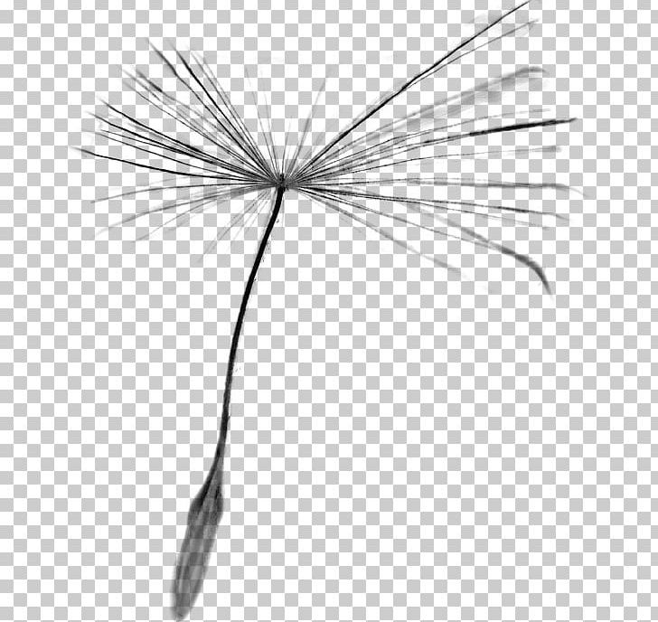 Black And White Taraxacum Platycarpum Photography PNG, Clipart, Black And White, Branch, Brush, Dandelion, Data Free PNG Download