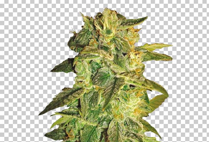 Cannabis Cup Autoflowering Cannabis Cannabis Sativa Seed PNG, Clipart, Autoflowering Cannabis, Cannabidiol, Cannabis, Cannabis Cup, Cannabis Sativa Free PNG Download