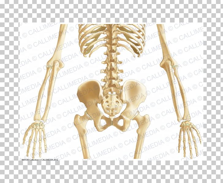 Pelvis Bone Abdomen Anatomy Ligament PNG, Clipart, Abdomen, Abdomen Anatomy, Anatomy, Bone, Coronal Plane Free PNG Download