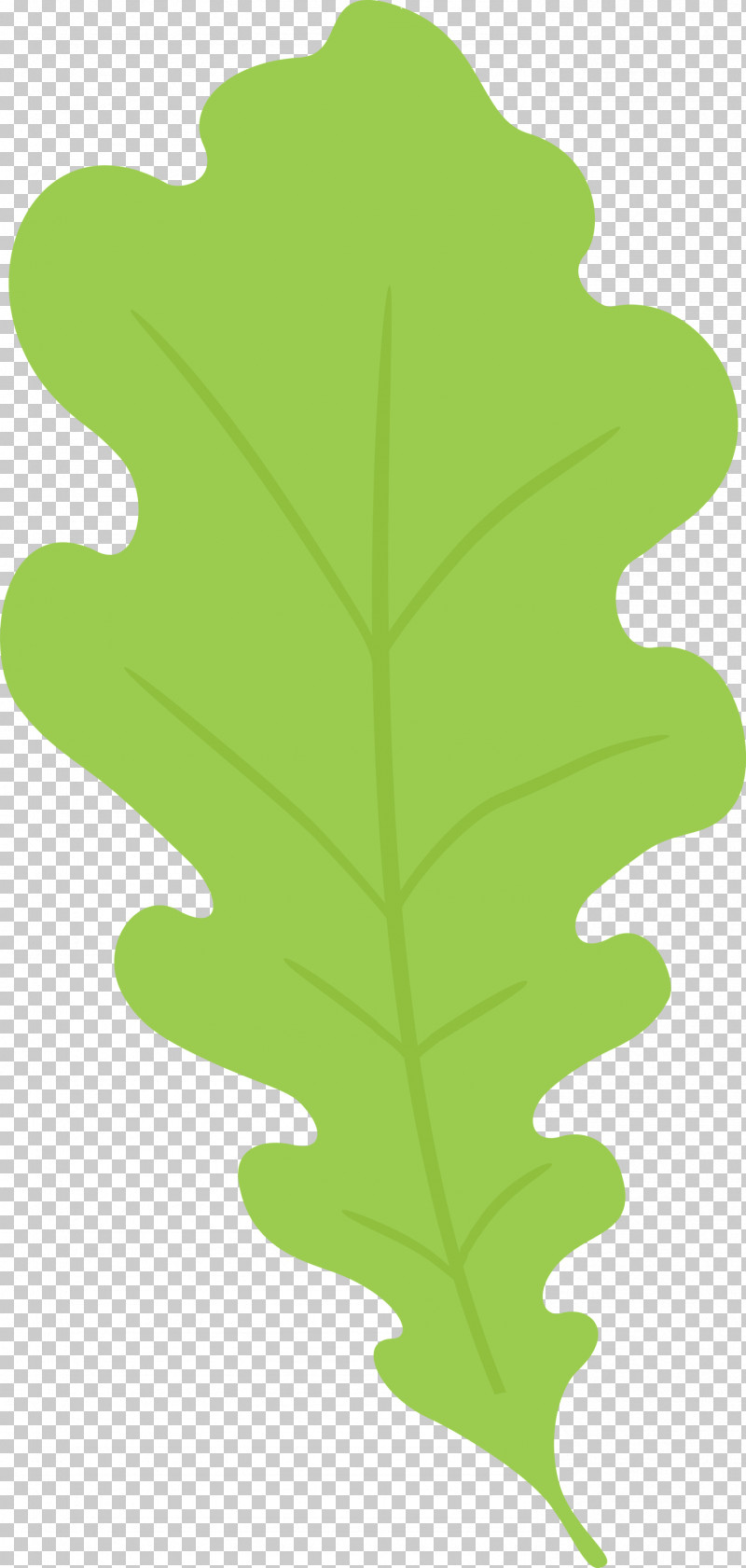 Oak Leaf PNG, Clipart, Biology, Green, Leaf, Oak Leaf, Plants Free PNG Download