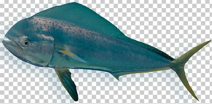 Bony Fishes Requiem Sharks Sea Marine Biology PNG, Clipart, Animal, Animal Figure, Biology, Bony Fish, Bony Fishes Free PNG Download