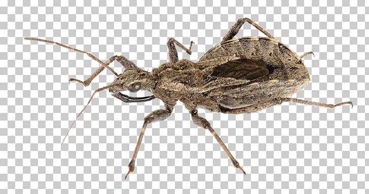 Kissing Bugs Beetle Weevil True Bugs Animal PNG, Clipart, Animal, Animals, Arthropod, Assassin Bug, Beetle Free PNG Download