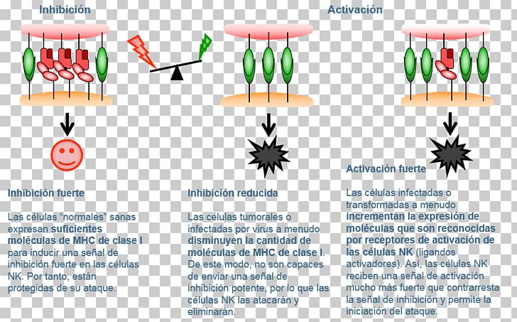 Natural Killer Cell Lymphocyte T Cell Immunology PNG, Clipart, Area, B Cell, Brand, Cancer, Cell Free PNG Download