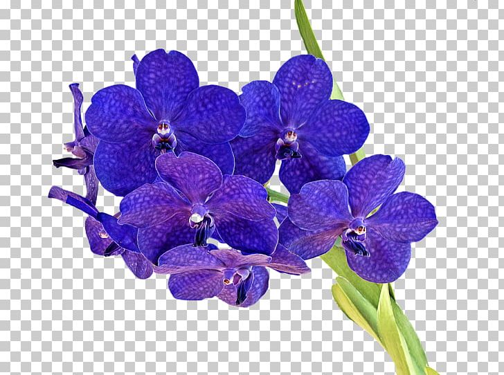 Orchids Cut Flowers Script Typeface PNG, Clipart, Blue, Blume, Cut Flowers, Facelift, Fleur Free PNG Download