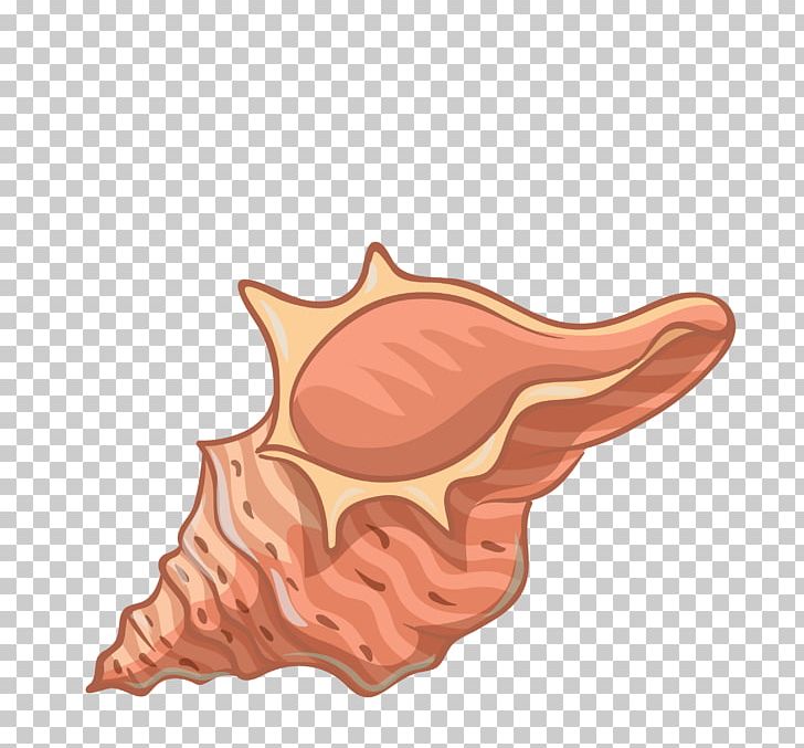 Seashell Sea Snail PNG, Clipart, Adobe Illustrator, Artworks, Cartoon, Conch Vector, Encapsulated Postscript Free PNG Download