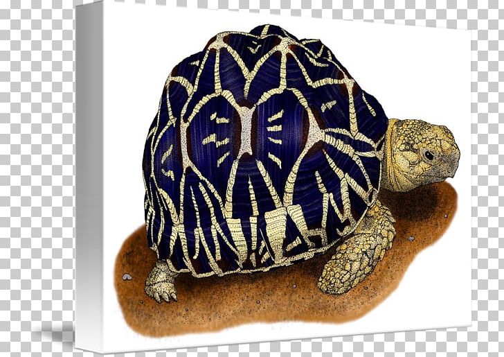 Box Turtle Indian Star Tortoise Reptile PNG, Clipart, Animals, Art, Artist, Box Turtle, Drawing Free PNG Download