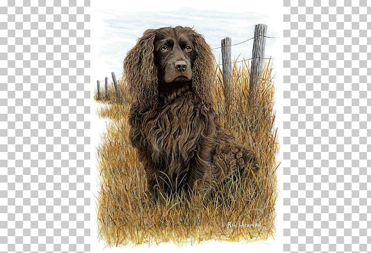 Field Spaniel Boykin Spaniel American Water Spaniel American Cocker Spaniel Irish Water Spaniel PNG, Clipart, Breed, Carnivoran, Dog, Dog Breed, Dog Breed Group Free PNG Download