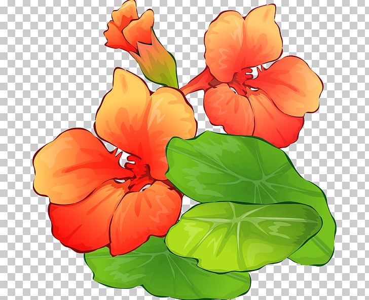 Flower Free Content PNG, Clipart, Annual Plant, Computer, Document, Download, Encapsulated Postscript Free PNG Download