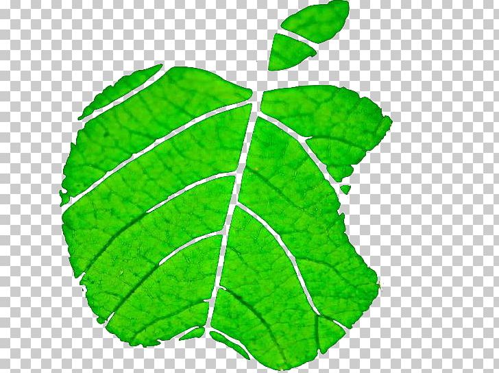 Leaf Apple Environmental Protection PNG, Clipart, Apple Fruit, Apple Leaves, Apple Logo, Download, Environmental Free PNG Download