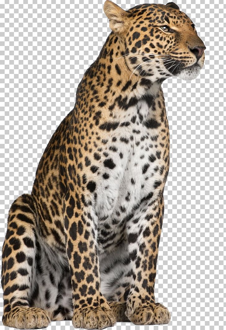 Leopard Jaguar Cheetah Felidae Whiskers PNG, Clipart, Animal, Animals, Bengal Tiger, Big Cat, Big Cats Free PNG Download