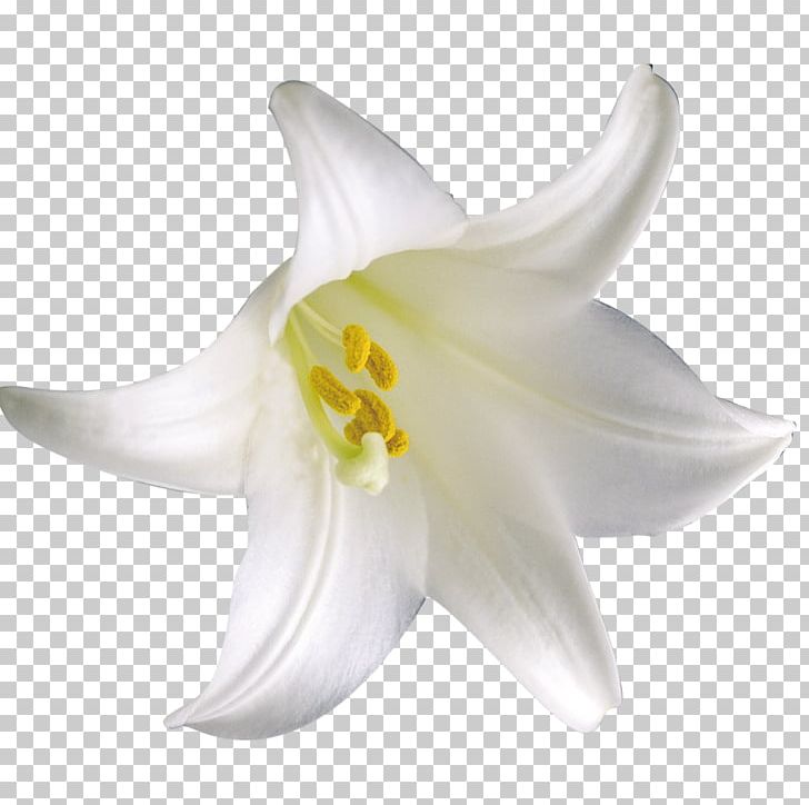 Lilium Flower PNG, Clipart, Adobe Illustrator, Calla Lily, Encapsulated Postscript, Flower, Flower Bouquet Free PNG Download