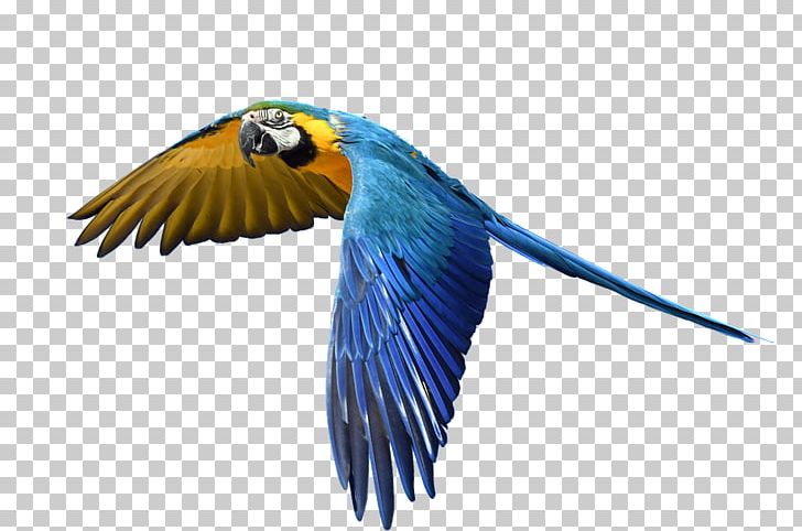 Parrot Bird Domestic Canary Finches Macaw PNG, Clipart, Animals, Beak, Bird, Bird Bird, Blueandyellow Macaw Free PNG Download