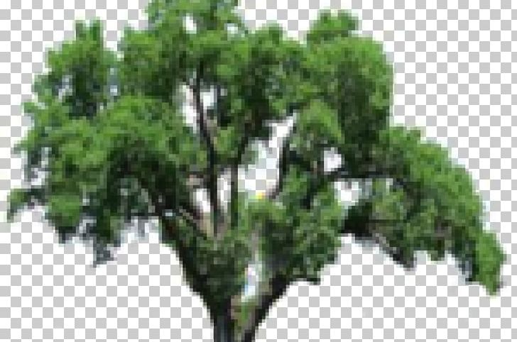 Tree Oak PNG, Clipart, Branch, Editing, Evergreen, Image Editing, Information Free PNG Download