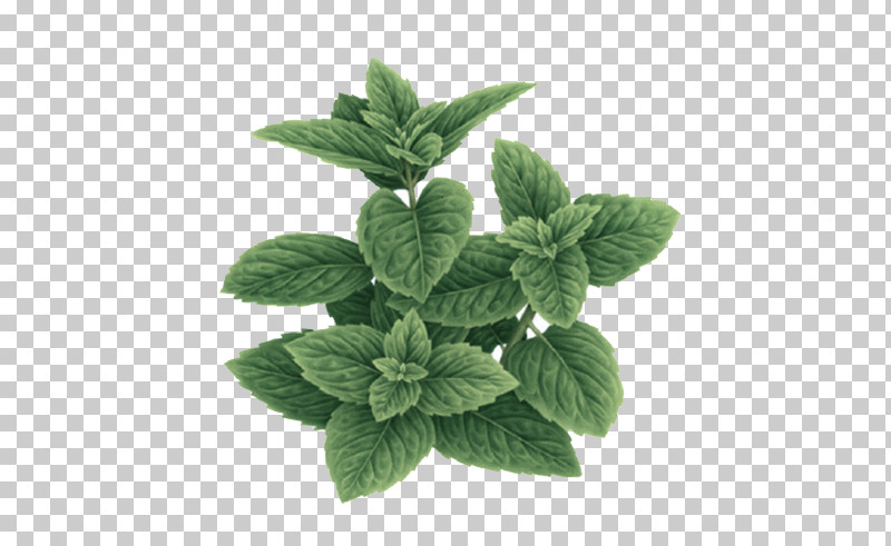 Leaf Plant Flower Herb Mint PNG, Clipart, Flower, Herb, Leaf, Mint, Ocimum Tenuiflorum Free PNG Download