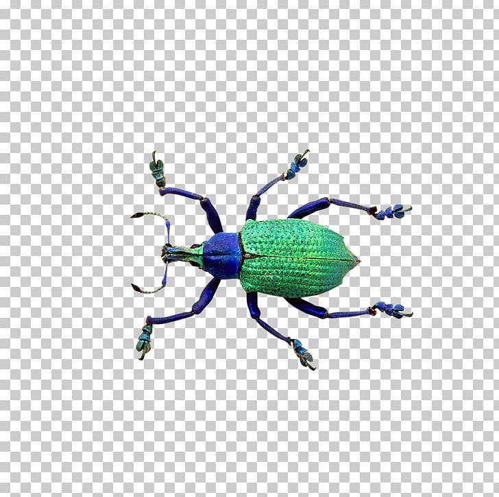 Beetle Illustration PNG, Clipart, Animal, Animal Prints, Animals, Animation, Aquarium Fish Free PNG Download