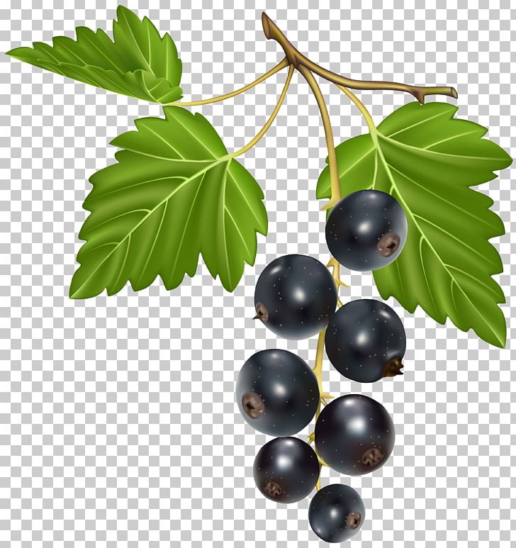 Blackcurrant Blackberry Chokeberry PNG, Clipart, Berry, Bilberry, Blackberry, Blackcurrant, Blueberry Free PNG Download