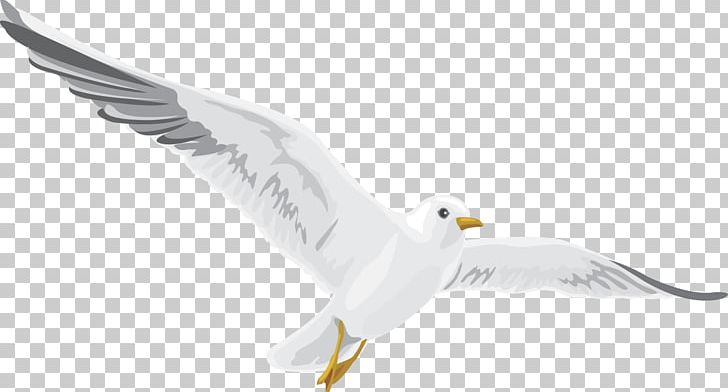 European Herring Gull Bird Of Prey Gulls Beak PNG, Clipart, American Herring Gull, Animals, Beak, Bird, Bird Of Prey Free PNG Download