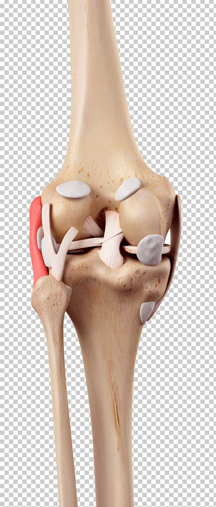 Knee Medial Collateral Ligament Fibular Collateral Ligament Anterior Cruciate Ligament PNG, Clipart, Blood, Blood Vessels, Body, Body Structure, Bone Free PNG Download