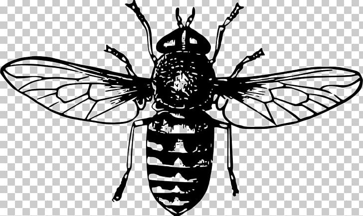 Queen Bee Drawing Honey Bee PNG, Clipart, Animal, Art, Arthropod, Bee, Beehive Free PNG Download