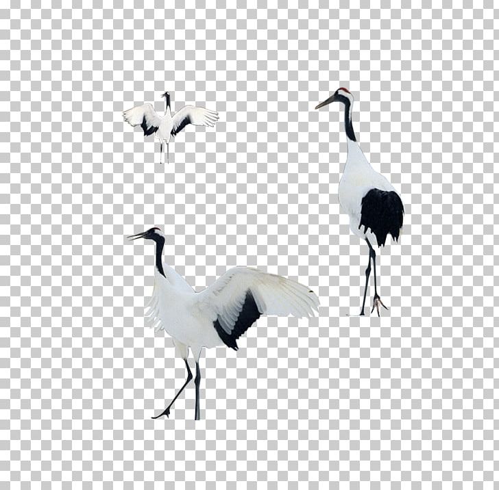 Bird Goose PNG, Clipart, Animal, Animals, Beak, Birds, Black And White Free PNG Download