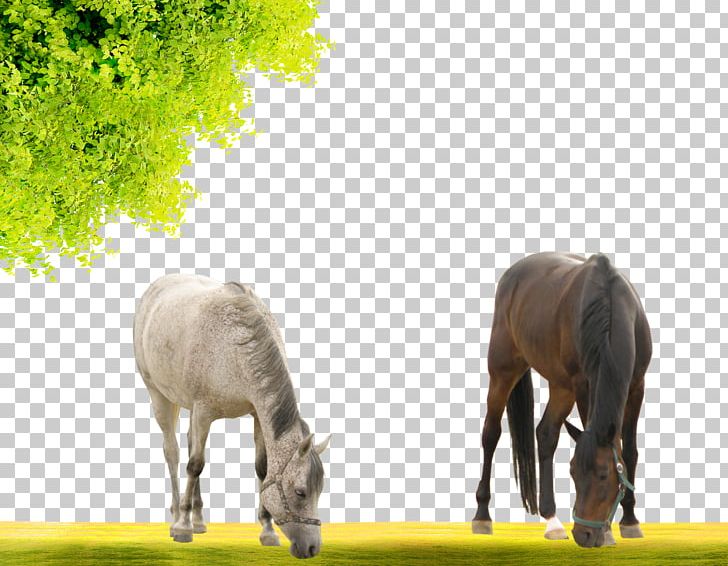 Mustang Stallion Mare Pony PNG, Clipart, Animal, Animals, Black, Fauna, Fre Free PNG Download