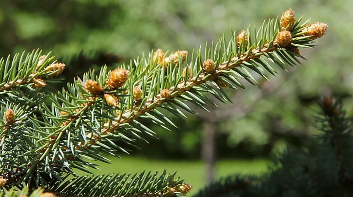 Pine Balsam Fir White Spruce Tree Conifers PNG, Clipart, Balsam Fir, Biome, Branch, Conifer, Conifer Cone Free PNG Download