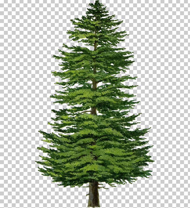 Spruce Fir Tree Pine Larch PNG, Clipart, Architecture, Biome, Botany, Branch, Christmas Decoration Free PNG Download