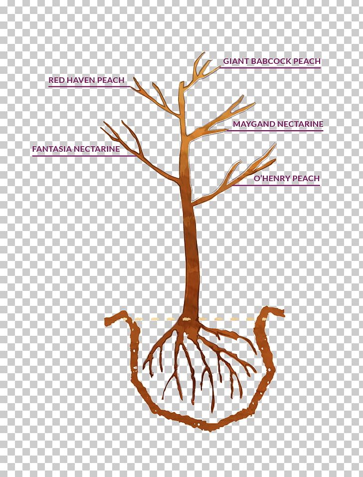 Twig Fruit Tree Plum Peach PNG, Clipart, Apple, Apricot, Blossom, Branch, Fruit Free PNG Download