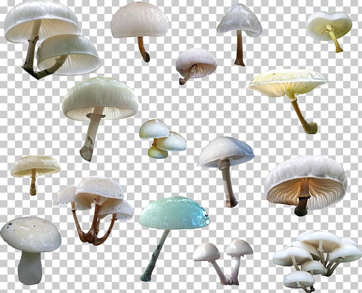 Agaricus Bank Fungus PNG, Clipart, Agaricaceae, Agaricus, Bank, Celebrities, Central Bank Free PNG Download