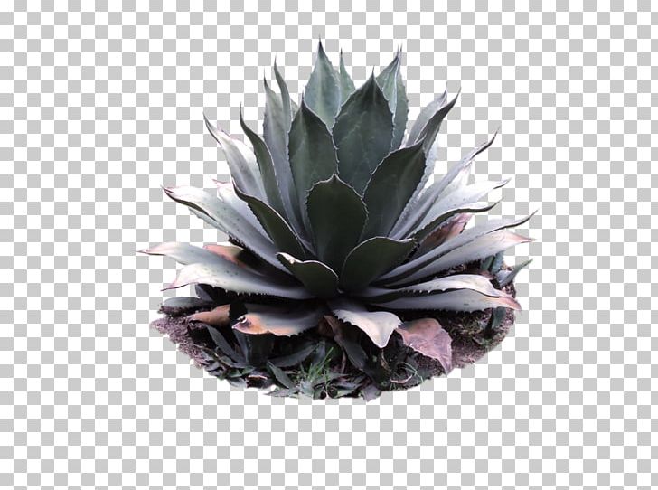 Agave Azul Centuryplant Agave Angustifolia Pilosocereus Pulque PNG, Clipart, Agave, Agave Angustifolia, Agave Azul, Agave Cactus, Azul Free PNG Download
