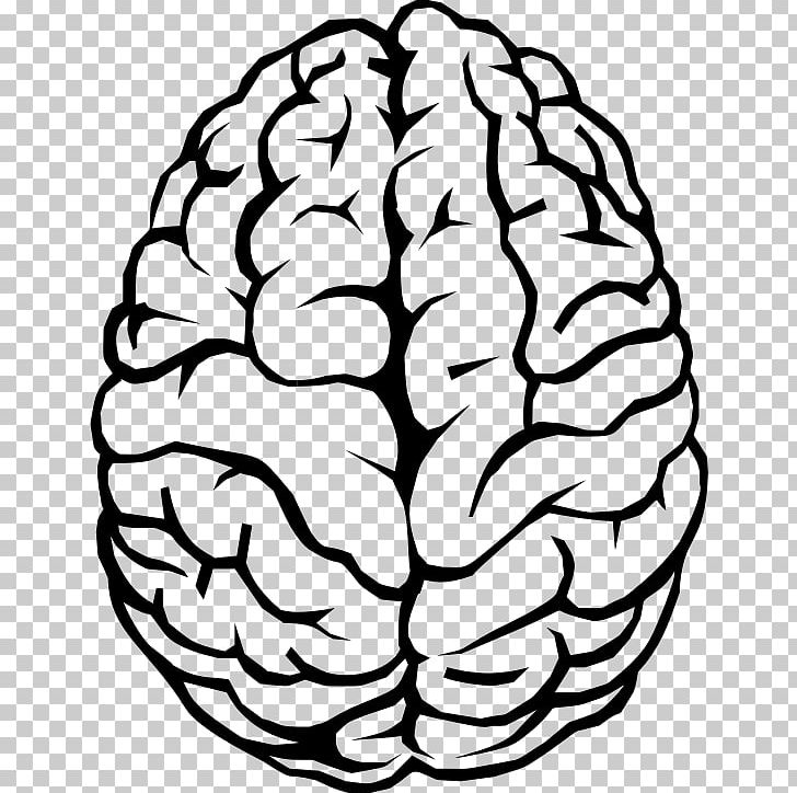 Brain Drawing PNG, Clipart, Black And White, Brain, Circle, Color, Computer Free PNG Download