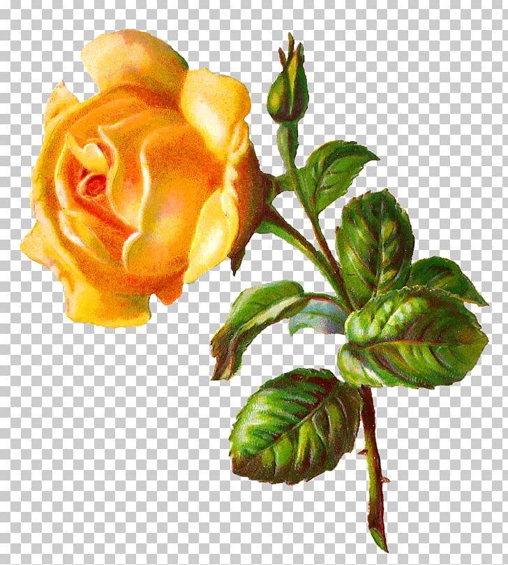 Rose Yellow Digital Flower PNG, Clipart, Bud, Color, Cut Flowers, Digital Image, English Roses Free PNG Download