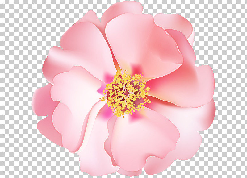Rose PNG, Clipart, Flower, Petal, Rose, Rose Family Free PNG Download