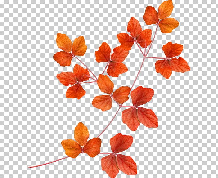Collage Branch PNG, Clipart, Abscission, Autumn, Branch, Clip Art, Collage Free PNG Download