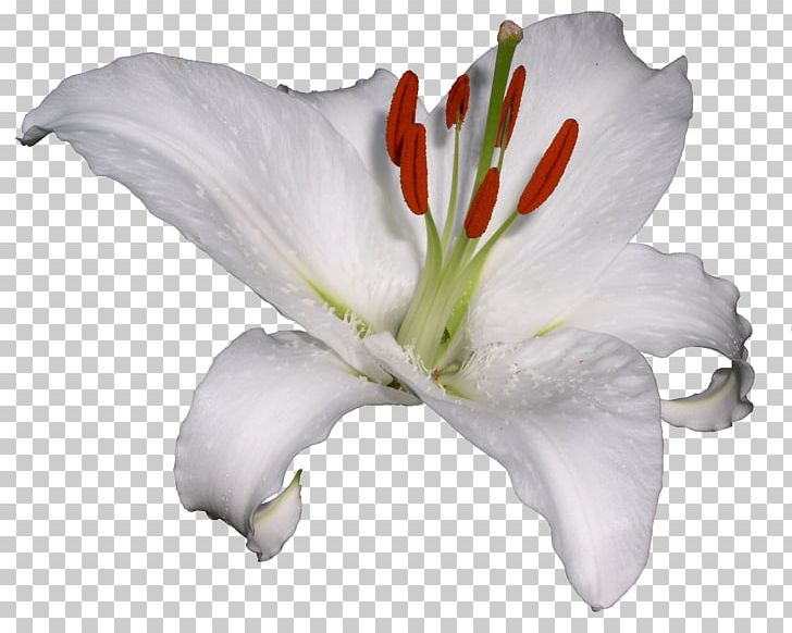 Lilium Hemerocallis Lilioasphodelus Flower PNG, Clipart, Creative, Creative Flowers, Decorative, Digital Image, Floral Free PNG Download