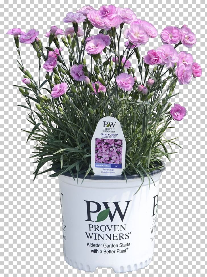 Punch Pink Pie Perennial Plant Lavender PNG, Clipart, Basket, Cut Flowers, Dianthus, Flower, Flowering Plant Free PNG Download