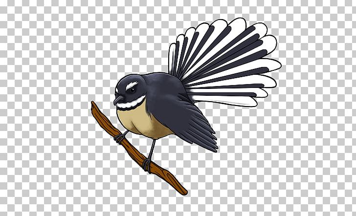 Bird New Zealand Fantail Open Grey Fantail PNG, Clipart, Animal, Animals, Beak, Bird, Chickadee Free PNG Download