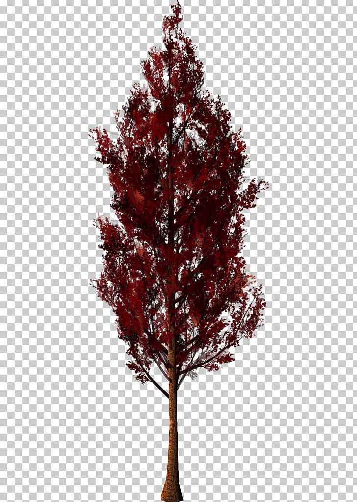 Fruit Tree Forest PNG, Clipart, Agac, Agac Resimleri, Auglis, Autumn, Branch Free PNG Download