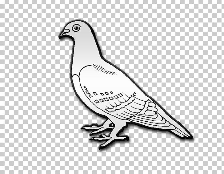 Columbidae Bird Drawing Coloring Book PNG, Clipart, Animals, Artwork, Beak, Bird, Bird Flight Free PNG Download