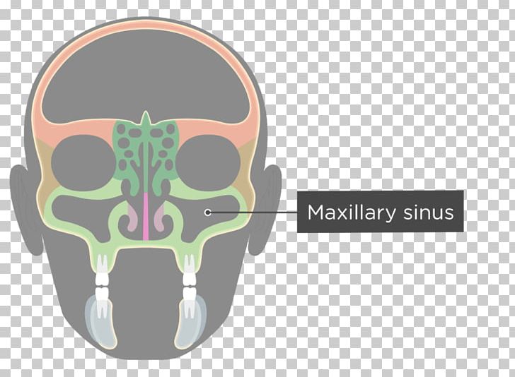 Facial Skeleton Maxillary Sinus Skull Ethmoid Bone PNG, Clipart, Anatomy, Axial Skeleton, Bone, Ethmoid Bone, Ethmoid Sinus Free PNG Download