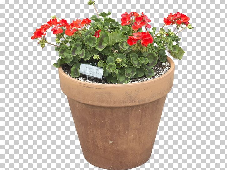 Cut Flowers Flowerpot Plant Herb PNG, Clipart, Cut Flowers, Flower, Flowerpot, Flower Pot, Herb Free PNG Download