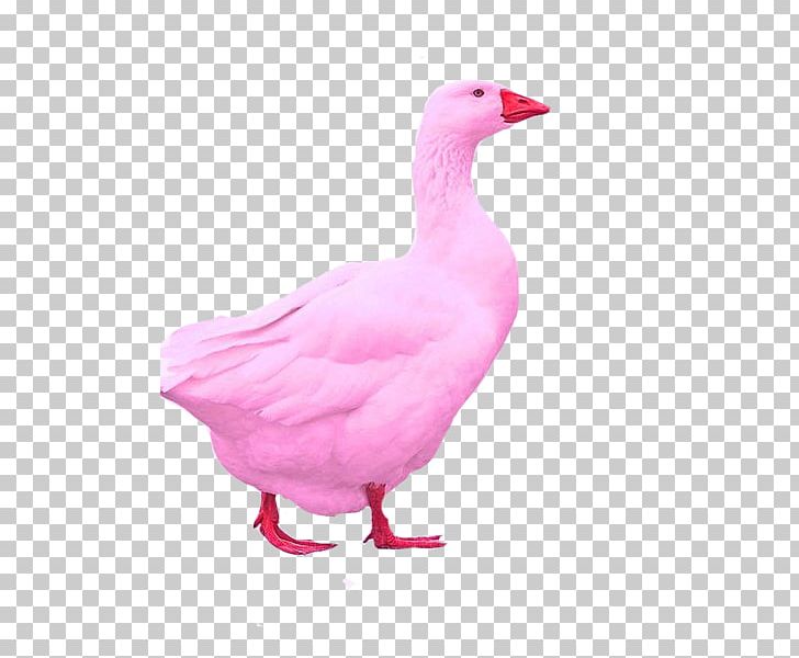 Domestic Goose Bird Duck Grey Geese PNG, Clipart, Anatidae, Animals, Anseriformes, Beak, Bird Free PNG Download