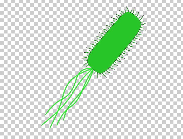 E. Coli Bacteria International Genetically Engineered Machine PNG, Clipart, Art, Bacteria, Bacteriophage, Brush, Cloning Vector Free PNG Download