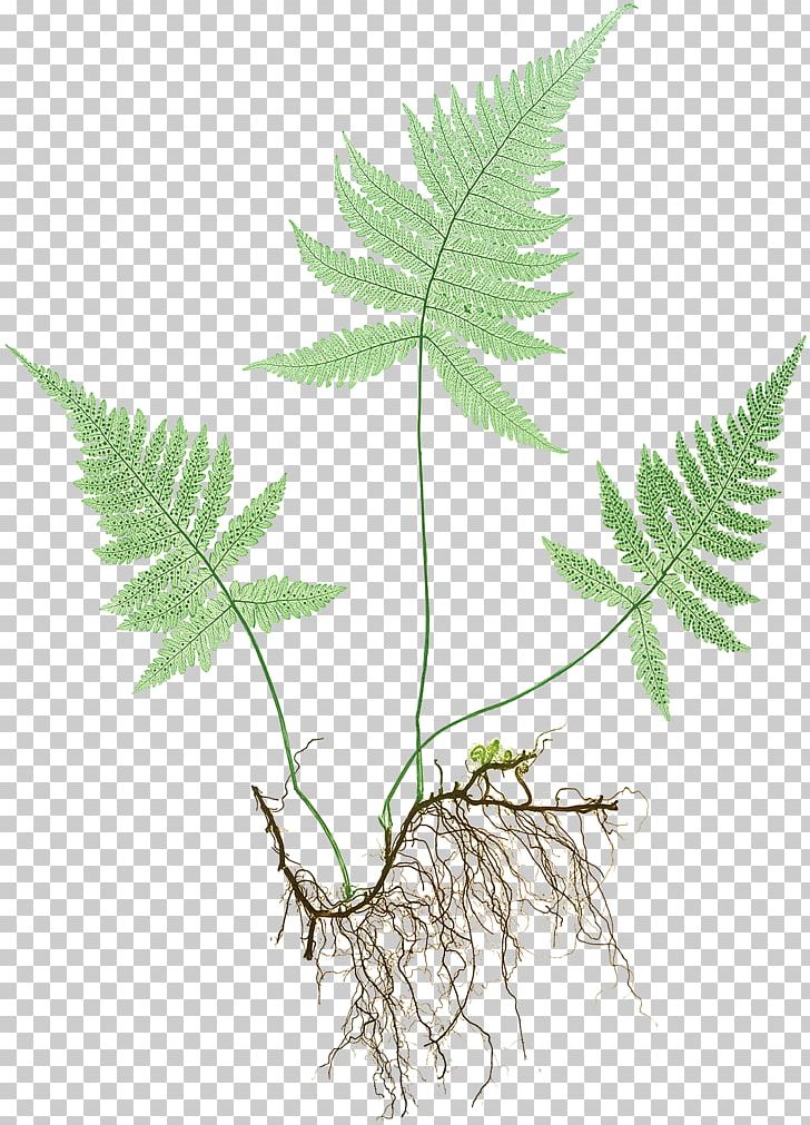 Fern Hortus Europae Americanus Leaf Botanical Illustration Botany PNG, Clipart, Adiantum Capillusveneris, Botanical Illustration, Botany, Branch, Fern Free PNG Download